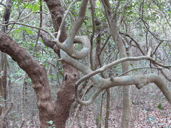 Memecylon umbellatum