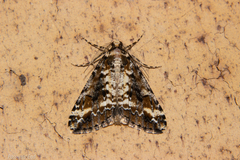 Pseudocoremia leucelaea