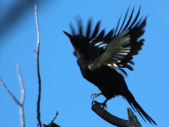 Campephilus magellanicus