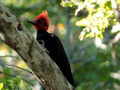 Campephilus magellanicus