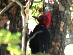 Campephilus magellanicus