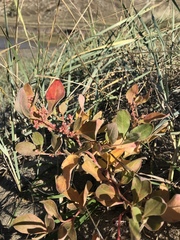 Polygonum sericeum