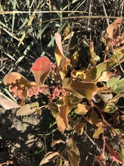 Polygonum sericeum