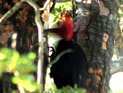 Campephilus magellanicus