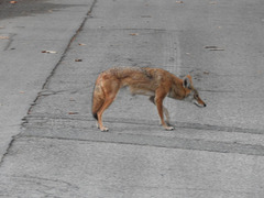 Canis latrans