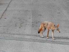 Canis latrans
