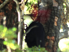 Campephilus magellanicus