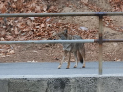Canis latrans