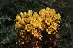 Cistanche phelypaea