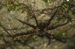 Heteropoda tetrica