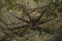 Heteropoda tetrica