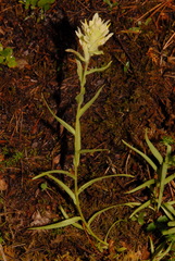 Castilleja septentrionalis