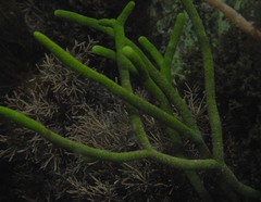 Caulerpa simpliciuscula