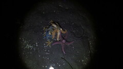 Pisaster brevispinus