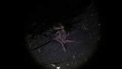 Pisaster brevispinus