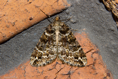 Pseudocoremia productata