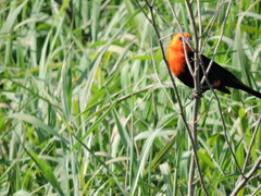 Amblyramphus holosericeus