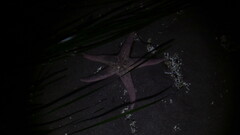 Pisaster brevispinus