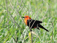 Amblyramphus holosericeus