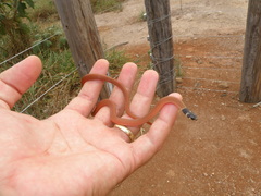 Tantilla melanocephala