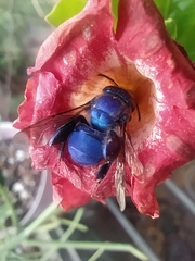 Euglossini