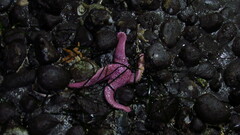 Pisaster brevispinus