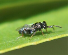 Schwarzella