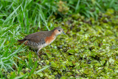 Laterallus melanophaius