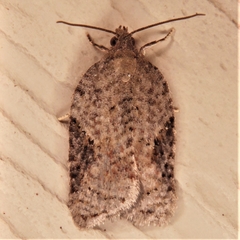 Acleris