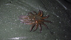 Pycnopodia helianthoides