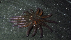 Pycnopodia helianthoides