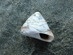 Coelotrochus tiaratus