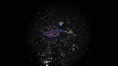 Pisaster brevispinus