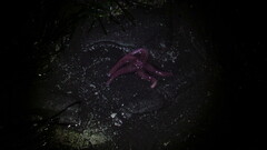 Pisaster brevispinus