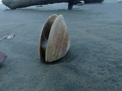 Crassula aequilatera