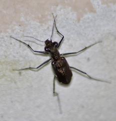 Odontocheila
