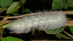 Apatelodidae