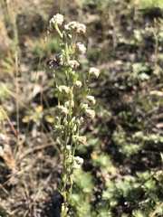 Artemisia cuspidata