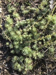 Artemisia cuspidata