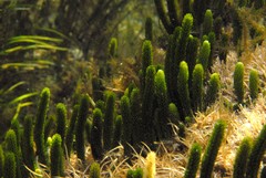 Caulerpa brownii
