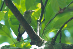 Pachyramphus polychopterus