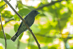 Pachyramphus polychopterus