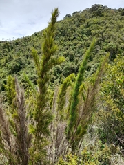 Chusquea caparaoensis