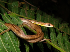 Chironius fuscus