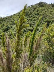 Chusquea caparaoensis