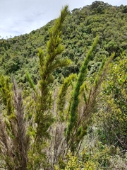 Chusquea caparaoensis