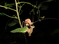 Typophyllum modestum