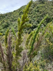 Chusquea caparaoensis