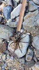 Dolomedes dondalei