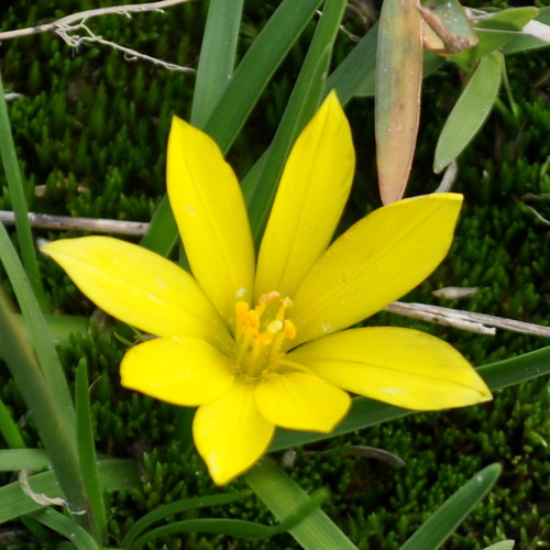 Nothoscordum dialystemon, photograph 4